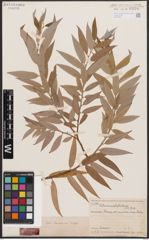 Salix basraensis Toepff.